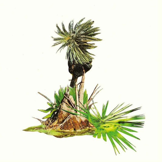 Musica Para Platanos - Vinyl LP vinyl record cover