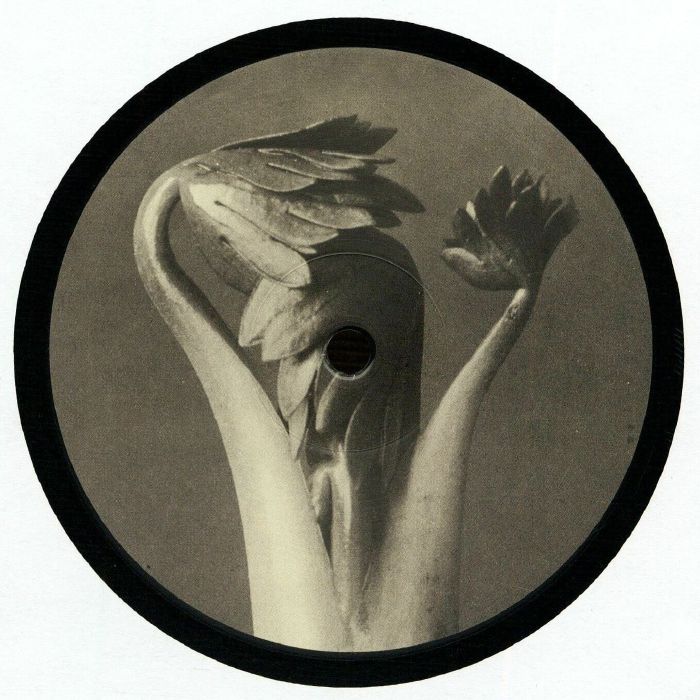 Longevity Eyebrow - Vinyl EP vinyl record cover