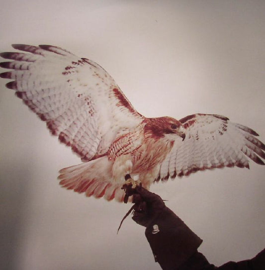 Wild Birds - 2xLP vinyl record cover