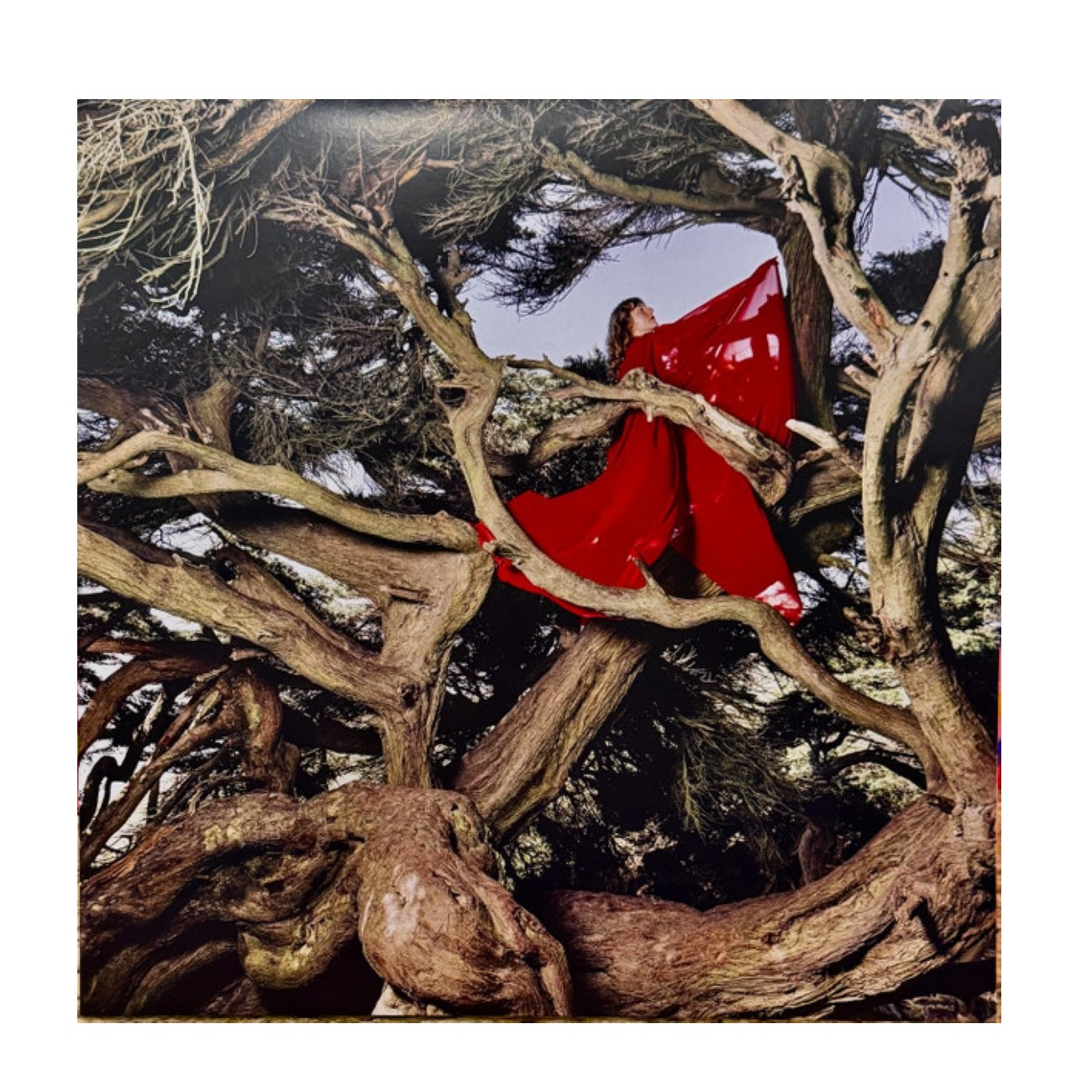 Nested In Tangles - Limited Edition Crimson Vinyl LP