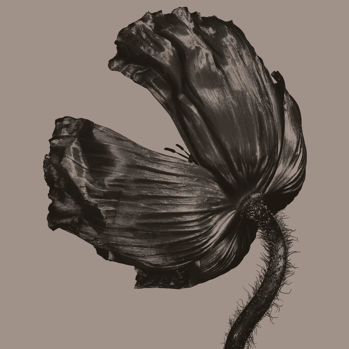 Release 1LP